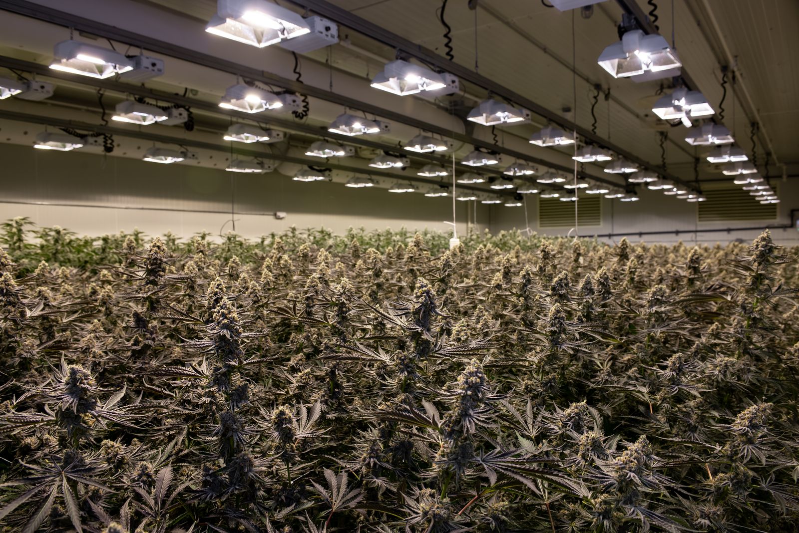 Commercial cultivation facility with multiple Growlink Core controllers