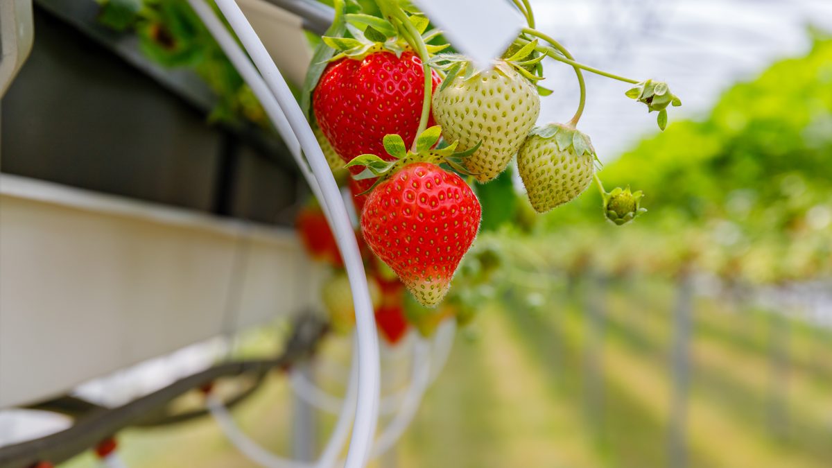 Berry and soft fruit cultivation