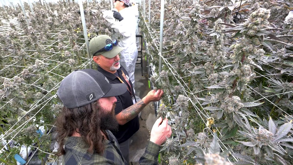 Cannabis cultivation facility