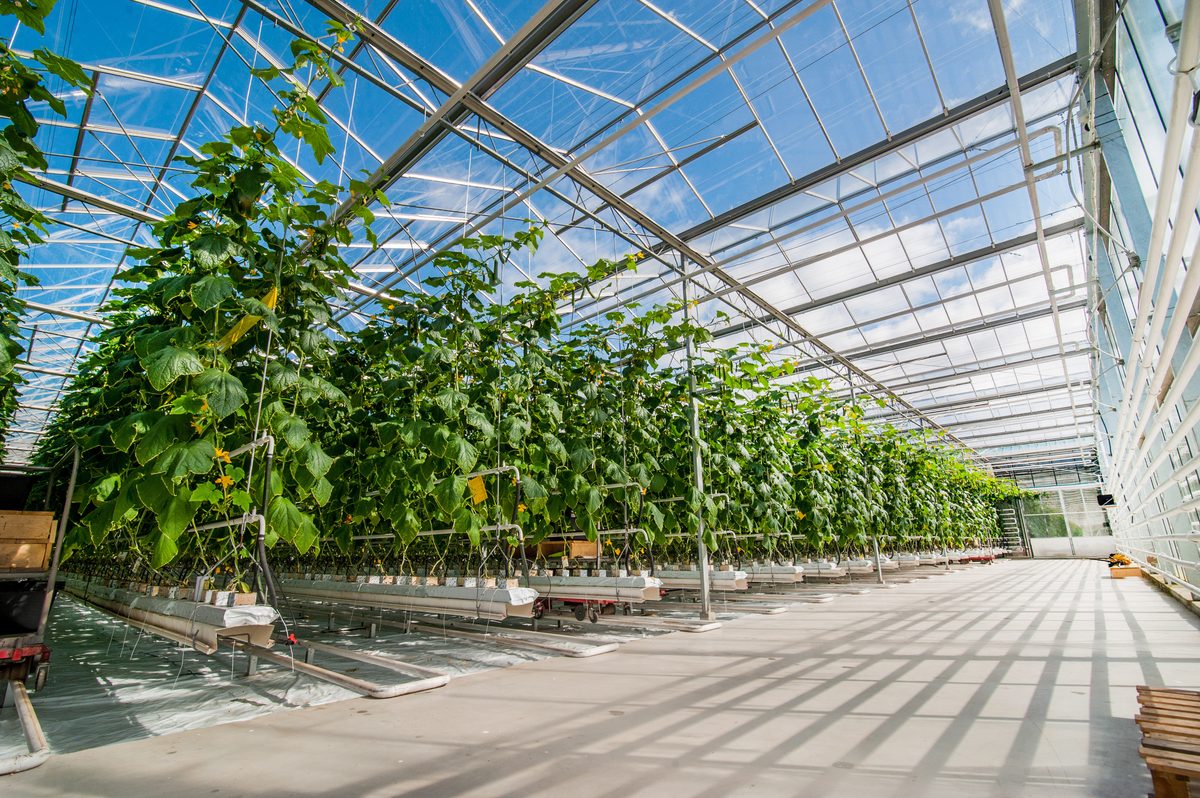 Greenhouse vegetable growing operation