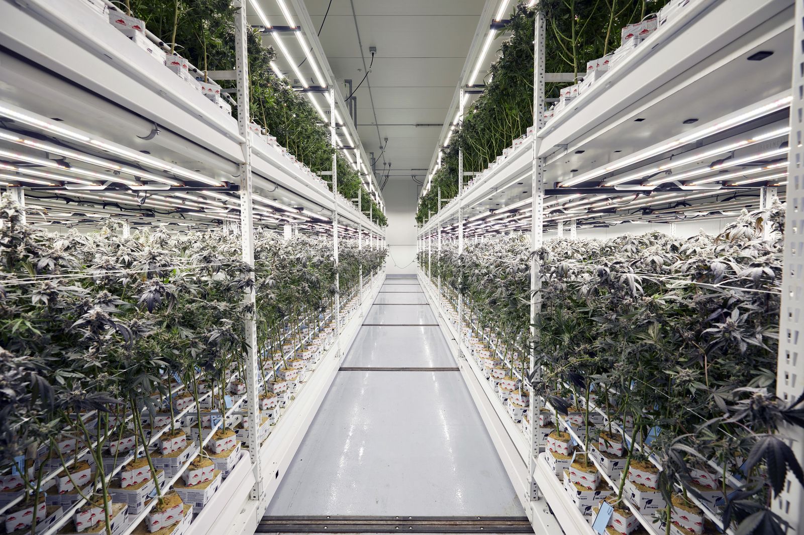 Multi-site cultivation operator