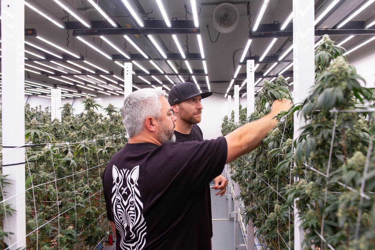 Cultivation lead inspecting plants in facility